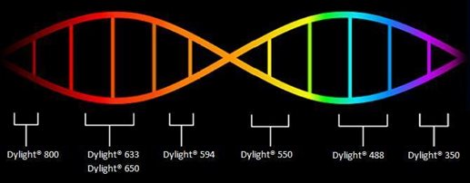 生物科技新里程 Dylight標(biāo)記抗體促銷助力前沿研發(fā)